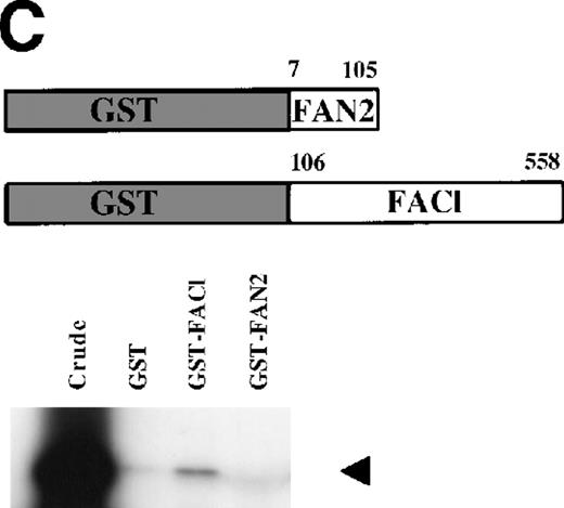 Fig. 1. Identification of a FANCC-interacting protein by two-hybrid screening. (A) FANCC two-hybrid bait. The upper open rectangle represents wild-type FANCC. Asterisks indicate location of the R548X and L554P inactivating mutations.115382 The lower open rectangle represents the region of FANCC expressed as a two-hybrid bait. The numbers indicate the corresponding amino acid residue of FANCC (the binding domain of the two-hybrid fusion is not shown for simplicity). The overlap with wild-type is indicated by the arrangement of the boxes in which the shaded area corresponds to the deletion in the IVS4 4A-T inactivating mutation that leads to a severe disease phenotype.1453 (B) (see page 3740) Two-hybrid interaction. The Y190 yeast strain was cotransformed with the FAN bait plasmid and a representative prey plasmid (8-1) isolated by two-hybrid screening. Controls are shown for strains containing the prey plasmid 8-1 and an unrelated bait, and strains known to be positive and negative for interaction. The cotransformed strains are shown growing on media selective for both bait and prey plasmids (-Trp, -Leu), and under HIS selection. The lower panel shows results of the β-gal assay. (C) The protein encoded by clone 8-1 interacts with an amino terminal region of FANCC in vitro. Radiolabeled protein made by coupled in vitro transcription and translation from 8-1 cDNA bound specifically to immobilized GST-FANC1, but not to immobilized GST or GST-FAN2.