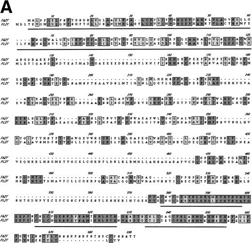 Fig. 2. FAZF is similar to PLZF. (A) Comparison of the amino acid sequences of FAZF and PLZF showing BTB/POZ domains (underlined at the amino termini) and zinc fingers (underlined at the C-termini) in CLUSTAL W format. The FAZF sequence has been submitted to GenBank (accession no. AF165097). (B) Schematic representation of the PLZF and FAZF proteins indicating regions of homology and similarity.