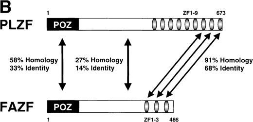 Fig. 2. FAZF is similar to PLZF. (A) Comparison of the amino acid sequences of FAZF and PLZF showing BTB/POZ domains (underlined at the amino termini) and zinc fingers (underlined at the C-termini) in CLUSTAL W format. The FAZF sequence has been submitted to GenBank (accession no. AF165097). (B) Schematic representation of the PLZF and FAZF proteins indicating regions of homology and similarity.