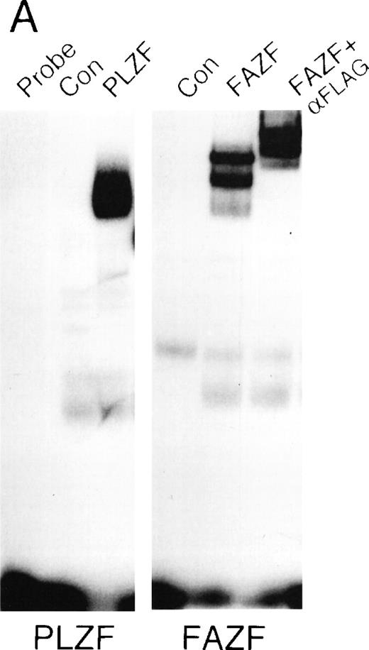 Fig. 6. FAZF and PLZF bind to the same DNA sequences. (A) Nuclear extracts from untransfected cells (control) or from 293T cells transfected with a PLZF expression vector or a Flag-FAZF expression vector were allowed to interact with a high affinity PLZF binding site (Site B, Table 1), followed by nondenaturing gel electrophoresis. A supershift assay of the Flag-FAZF complexes was performed by the addition of Flag M2 MoAb to the reaction. (B) Competition analysis of FAZF and PLZF DNA binding. Extracts containing PLZF or FAZF were allowed to bind to a high affinity PLZF site (Site B, Table 1) in the absence of competitor or in the presence of a 10-fold, 100-fold, or 1,000-fold molar excess of the indicated unlabeled competitor oligonucleotide. The DNA protein complexes were resolved as described above.