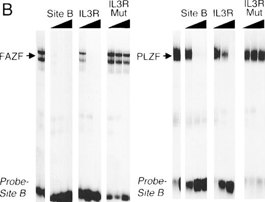 Fig. 6. FAZF and PLZF bind to the same DNA sequences. (A) Nuclear extracts from untransfected cells (control) or from 293T cells transfected with a PLZF expression vector or a Flag-FAZF expression vector were allowed to interact with a high affinity PLZF binding site (Site B, Table 1), followed by nondenaturing gel electrophoresis. A supershift assay of the Flag-FAZF complexes was performed by the addition of Flag M2 MoAb to the reaction. (B) Competition analysis of FAZF and PLZF DNA binding. Extracts containing PLZF or FAZF were allowed to bind to a high affinity PLZF site (Site B, Table 1) in the absence of competitor or in the presence of a 10-fold, 100-fold, or 1,000-fold molar excess of the indicated unlabeled competitor oligonucleotide. The DNA protein complexes were resolved as described above.