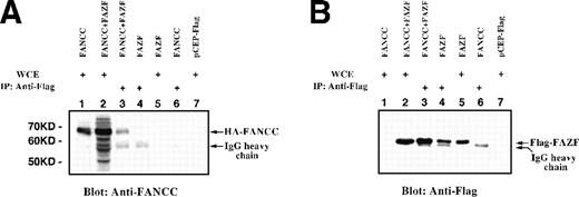 Fig. 4. FANCC and full-length FAZF interact in vivo. 293 EBNA cells were transiently transfected with epitope-tagged expression vectors for HA-FANCC and/or Flag-FAZF. Lysates were electrophoresed directly as WCE or after immunoprecipitation with anti-Flag epitope tag. Proteins were detected by immunoblotting with anti-Flag or anti-FANCC. (A) Lane 1, FANCC WCE; lane 2, FANCC + FAZF WCE; lane 3, FANCC + FAZF IP; lane 4, FAZF IP; lane 5, FAZF WCE; lane 6, FANCC IP; lane 7, pCEP-Flag WCE. (B) The same loading order as in (A), probed with anti-Flag.