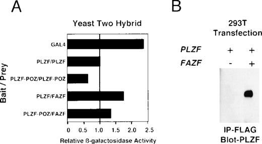 Fig. 7. PLZF and FAZF interact in vivo. (A) Yeast two-hybrid assay. PJ69-4A yeast were transformed with a bait plasmid encoding full-length PLZF or the POZ domain of PLZF linked to the GAL4 DNA binding domain and the indicated prey plasmids containing full-length FAZF or PLZF or the POZ domain of PLZF linked to an acidic activation domain. Yeast colonies grown on leucine and tryptophan deficient media were expanded, and a liquid β-galactosidase assay was performed. Levels of β-galactosidase were normalized, setting the level of β-galactosidase obtained in the presence of a PLZF bait and PLZF prey plasmid to 1.0. The GAL4 protein acted as positive control for transcription. (B) In vivo–coimmunoprecipitation. 293T cells were transfected with PLZF or Flag-FAZF plasmids as indicated. Lysates from the cells were subjected to immunoprecipitation with the Flag M2 MoAb followed by immunoblotting with a PLZF polyclonal antibody.47