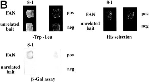 Fig. 1. Identification of a FANCC-interacting protein by two-hybrid screening. (A) FANCC two-hybrid bait. The upper open rectangle represents wild-type FANCC. Asterisks indicate location of the R548X and L554P inactivating mutations.115382 The lower open rectangle represents the region of FANCC expressed as a two-hybrid bait. The numbers indicate the corresponding amino acid residue of FANCC (the binding domain of the two-hybrid fusion is not shown for simplicity). The overlap with wild-type is indicated by the arrangement of the boxes in which the shaded area corresponds to the deletion in the IVS4 4A-T inactivating mutation that leads to a severe disease phenotype.1453 (B) (see page 3740) Two-hybrid interaction. The Y190 yeast strain was cotransformed with the FAN bait plasmid and a representative prey plasmid (8-1) isolated by two-hybrid screening. Controls are shown for strains containing the prey plasmid 8-1 and an unrelated bait, and strains known to be positive and negative for interaction. The cotransformed strains are shown growing on media selective for both bait and prey plasmids (-Trp, -Leu), and under HIS selection. The lower panel shows results of the β-gal assay. (C) The protein encoded by clone 8-1 interacts with an amino terminal region of FANCC in vitro. Radiolabeled protein made by coupled in vitro transcription and translation from 8-1 cDNA bound specifically to immobilized GST-FANC1, but not to immobilized GST or GST-FAN2.