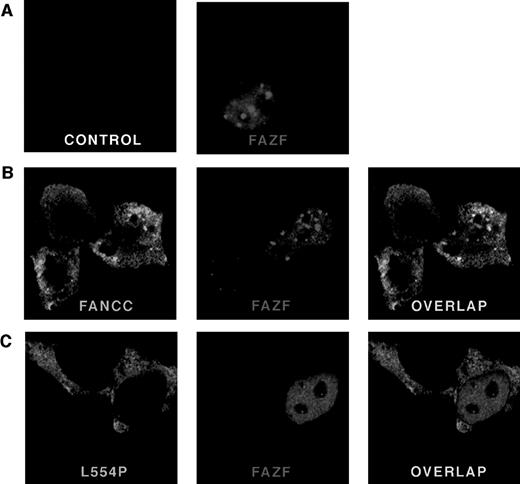 Fig. 5. FANCC and FAZF colocalize in nuclear bodies. 293 EBNA cells were transfected with pFlag-FAZF, pHA-FANCC, or pHA-L554P, or the pFlag parental vector (control panel), as indicated. The fixed and permeabilized cells were stained with antibodies specific for the epitope tags, followed by staining with fluorescent-conjugated secondary antibodies (Red = FAZF and Green = FANCC or L554P). Immunofluoresence was examined by confocal laser microscopy. For double labeling, the green and red channels were recorded independently and then overlaid. (A) Subcellular localization of FAZF. Original magnification ×63. (B) Colocalization of FANCC and FAZF in nuclear foci. Original magnification ×60. (C) The mutant L554P protein does not colocalize with FAZF.