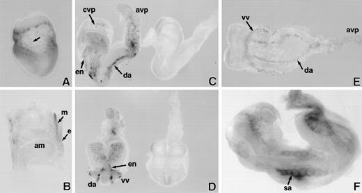 Fig. 1. LacZ staining of whole mount E7.5 to 8.5 days postcoitum (dpc) SCLlacZ/lacZembryos. (A) E7.5 embryo showing speckled staining (arrow) in the yolk sac. (B) Sagittal section of E7.5 embryo indicating that lacZ staining is confined to the extraembryonic mesoderm (m); endoderm (e); amnion (am). (C) Lateral and (D) anterior views of early somite (E8) embryos demonstrating specific lacZ staining of vascular structures inSCLlacZ/lacZ embryos (left). No staining is seen inSCLw/w fetuses (right); cvp, cerebral vascular plexus; avp, allantoic vascular plexus; en, endocardium; da, dorsal aorta. (E) Ventral view of early somite (E8.0)SCLlacZ/lacZ embryo, demonstrating migration and alignment of angioblasts to form the dorsal aorta (da), allantoic vascular plexus (avp), and the vitelline vein (vv), which receives blood from the yolk sac. (F) E8.5 embryo showing the somitic arteries (sa) sprouting from the dorsal aorta.