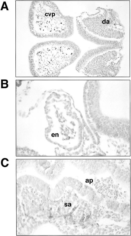 Fig. 2. Histological sections of lacZ-stainedSCLlacZ/lacZ embryos. (A) Section through headfold and trunk of E8 embryo showing lacZ staining in the angioblasts forming the cerebral vascular plexus (cvp) and the dorsal aorta (da). Staining in (B) endocardium (en) and (C) somitic arteries (sa) in an E8.5 embryo. Note the large number of apoptotic cells (ap) in the neural tube in (C). Original magnification: (A), ×200; (B and C), ×400.