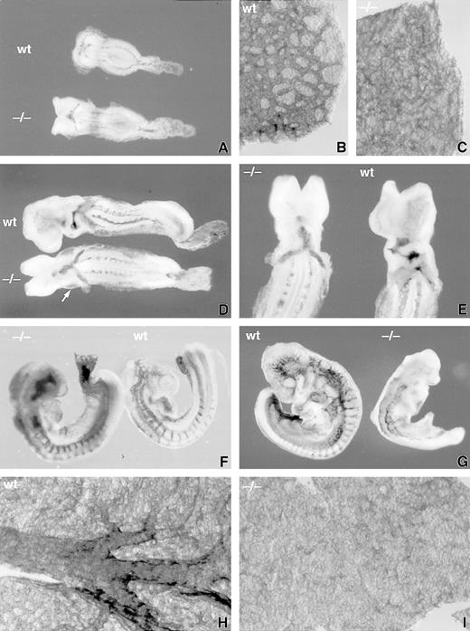 Fig. 3. Anti–PECAM-1 monoclonal antibody staining of wholemount E8 to 9.5 dpc wild-type (wt) and SCLlacZ/lacZ(−/−) embryos and yolk sacs. (A) through (C) E8 embryos showing a similar pattern of anti–PECAM-1 staining in wt and −/− embryos (A), but a poorly formed primary vascular plexus in the −/− yolk sac (C) compared with the wt yolk sac (B). (D) and (E) At E8.5, somitic arteries are beginning to develop from the dorsal aorta. A dilated pericardial sac (arrowed), delayed cardiac looping, and diminished cerebral vasculature are evident in the −/− embryo. The pericardial sac was dissected away in (E) to display anti–PECAM-1 staining in the endocardium. (F) E9 embryos showing incomplete somitic vessels in the −/− embryo, which is undergoing apoptosis. (G) Preterminal, severely growth-retarded E9.5 mutant embryo (−/−) displaying loss of vascular architecture. (H) Large branching vitelline vessels in wt yolk sac at E9.5 contrast with the −/− yolk sac (I), which retains a poorly formed capillary plexus.