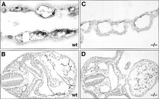 Fig. 4. Histological sections of anti–PECAM-1 monoclonal antibody-stained E8.5 dpc wt and SCLlacZ/lacZ(−/−) embryos and yolk sacs. Anti–PECAM-1 stains both the endothelium and a subset of the hematopoietic cells in a wt yolk sac (A), but is restricted to the endothelium in the −/− yolk sac (C). (B) Section through the trunk of a wt embryo showing anti–PECAM-1 staining of the endocardium and endothelia. (D) In the −/− embryo, the anti–PECAM-1 antibody recognizes the endocardium of a more linear heart tube and dilated intraembryonic vessels. Original magnification: (A and C), ×400; (B and D), ×200.