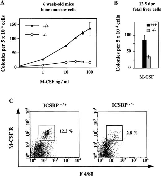 Fig. 3. Reduced response of hematopoietic progenitor cells from ICSBP−/− mice to M-CSF. (A) Dose-response curves of bone marrow cells from 6-week-old ICSBP+/+ (-▪-) and ICSBP−/− (-○-) mice cultured in the presence of rmM-CSF. Data shown represent mean ± SEM of 1 of 6 independent experiments performed in triplicate with 2 mice per group. (B) Fetal liver cells isolated at day 12.5 postcoitum were cultured in the presence of M-CSF at 10 ng/mL. (C) Reduced number of M-CSFR–expressing cells in ICSBP−/− bone marrow. Freshly prepared cells from wild-type (left) or ICSBP−/− (right) bone marrow were stained with antibodies recognizing the murine M-CSF receptor (c-fms) and the macrophage marker F 4/80 and analyzed by flow cytometry as described in Materials and Methods.