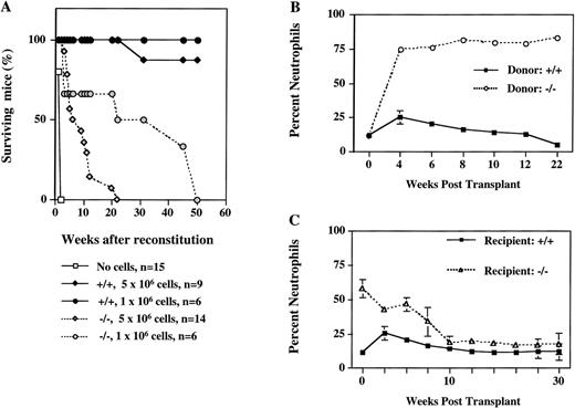 Fig. 4. Long-term reconstitution of lethally irradiated mice. (A) Percent survival of lethally irradiated wild-type mice transplanted with 2 different amounts of bone marrow cells from ICSBP−/− or ICSBP+/+ mice as indicated. (B) Induction of granulocytosis in wild-type mice transplanted with ICSBP−/− bone marrow cells. The graph shows the percentage of circulating neutrophils in peripheral blood from reconstituted mice. The results shown represent mean ± SEM of wild-type mice transplanted with 5 × 106ICSBP−/− bone marrow cells (dashed line; n = 14) or with 5 × 106 ICSBP+/+ bone marrow cells (solid line; n = 9). Total leukocyte number in peripheral blood of wild-type recipient mice at 8 weeks posttransplant was 20.9 × 106/mL (ICSBP+/+) and 21.4 × 106/mL (ICSBP−/−), respectively. (C) Peripheral leukemia in ICSBP−/− mice is rescued by lethal irradiation and subsequent reconstitution with wild-type bone marrow cells. The graph shows the percentage of circulating neutrophils in peripheral blood from reconstituted mice. The results represent mean ± SEM of lethally irradiated ICSBP−/− mice (dashed line; n = 16) or wild-type mice (solid line; n = 9) transplanted with 5 × 106 wild-type bone marrow.
