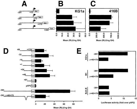 Fig. 1. The 5′ untranslated region of human CD34 is required for maximum promoter activity. (A) A diagram of CD34/luciferase constructs used in transient transfections shown in (B) and (C). All constructs have the same 5′ flanking sequences of CD34 (391 bp), but the 3′ end points are at the base pairs +12, +75, +175, and +300. (B) CD34+ human KG1a and (C) murine 416B cells were transiently transfected with 20 μg of each plasmid depicted in (A) and luciferase activity determined. (D) CD34 promoter/luciferase constructs containing various 5′ end truncations and identical 3′ ends at the base pair +175 (diagrammed on the left) were analyzed in transient transfection assays in human CD34+ RPMI-8402 cells. For comparison, a promoterless pXP2 luciferase vector is included. The internal deletion of base pairs +40/+75 in the context of the −391/+175 promoter is shown on the bottom. (E) The cell type specific effect of the internal deletion of the +40/+75 region in the context of the −391/+175 promoter was tested in transiently transfected human CD34+, KG1a and RPMI-8402, murine CD34+ M1, and human CD34− BJA-B cells. The error bars indicate the standard deviations. The data are presented as mean relative light units (RLU) normalized to the expression of a cotransfected pCMV-human growth hormone (ng GH).