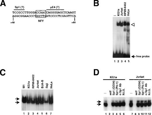 Fig. 2. A nuclear factor binds to the critical element in the human CD34 5′ UTR. (A) Sequence of the oligonucleotide +48/+80 used as a probe in EMSA. Putative Sp1 and μE4 sites are overlined. The potential Y box motif is boxed. (B) Nuclear extracts (10 μg) from CD34+ (KG1a and RPMI-8402; lanes 2 and 4, respectively) and CD34− (Jurkat and HeLa; lanes 3 and 5, respectively) were incubated with radiolabeled +48/+80 probe. The protein/DNA complexes (marked with an arrowhead) were resolved on native acrylamide gel. No protein was added to the reaction in lane 1. (C) EMSA with the +48/+80 probe and 10 μg of nuclear extract prepared from cell lines indicated above lanes. The gel contained 4% acrylamide:bis-acrylamide at the ratio 29:1 to allow the separation of 2 closely migrating complexes (marked with arrows). The electrophoresis proceeded for 4 hours at 4°C, thus the unbound probe migrated out of the gel. (D) Sp1 is not involved in the binding to the +48/+80 region. Probe shown in (A) was incubated with 10 μg of nuclear extracts of KG1a (lanes 1 to 6) or Jurkat (lanes 7 to 12) with electrophoresis conditions as in (C). Lanes 2 and 8 contained unlabeled self-competitor, lanes 3 and 9 contained the Sp1-binding oligonucleotide from the human CD34 promoter (base pairs −68/−44) as competitor, and lanes 4 and 10 contained the Sp1-binding oligonucleotide from the murine PU.1 promoter (base pairs −114/−90).36 An antiserum raised against Sp1 or nonimmune serum were added to the binding reactions shown in lanes 5 and 11, or 6 and 12, respectively.