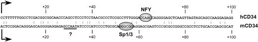 Fig. 3. Comparison of sequences from the 5′ UTRs of the human (top strand; hCD34) and murine (lower strand; mCD34) CD34 genes. Transcription start sites are marked with arrows. The regions critical for human (NFY) and murine (Sp1/3) gene activity are indicated as ovals. A potential CCAAT box in the murine sequence is double underlined.