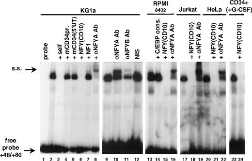 Fig. 4. Identification of the +48/+80 binding activity as NFY. Binding reactions were performed in the absence (lane 1) or presence of 20 μg of nuclear extract from KG1a (lanes 2 to 12), RPMI-8402 (lanes 13 to 16), Jurkat (lanes 17 to 19), HeLa (lanes 20 to 22), and CD34+ peripheral blood cells cultured with G-CSF for 22 days (75% CD15+; lanes 23 and 24). The unlabeled competitors were as follows: self-competitor in lane 3; oligonucleotide −78/−28 from the murine CD34 promoter in lane 4; 5′ untranslated region from the murine CD34 (base pairs +48/+119) in lane 5; NFY binding site from the human CD10 promoter41 in lanes 6, 15, 18, 21, and 24; NF1 binding site41 in lane 7; C/EBP consensus oligonucleotide61 in lane 14. The reactions in lanes 8, 16, 19, and 22 included anti-NFYA antibodies provided by Benoit de Crombrugghe.28 Lanes 10 and 11 contained, respectively, anti-NFYA and anti-NFYB antibodies supplied by Roberto Mantovani.29 Supershifted complexes (s.s.) as well as free probe are indicated by arrows.