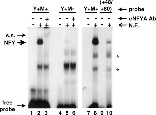 Fig. 6. Binding of NFY is stabilized by the integrity of the adjacent c-myb binding site. EMSA was performed with the Y+M+ probe (lanes 1 to 3, 7, and 8), Y+M− probe (lanes 4 to 6), and +48/+80 probe (lanes 9 and 10). The reactions contained no protein (lanes 1, 4, 7, and 9) or 20 μg of RPMI-8402 nuclear extract (N.E.). In addition, reactions shown in lanes 3 and 6 contained anti-NFYA antibody (NFYA Ab; from Rockland Immunochemicals). The migration of NFY binding complex (NFY), supershifted complexes (s.s.), or free probe is shown by arrows. Nonspecific complexes are marked by stars.