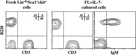 Fig. 8. FL + IL-7–stimulated Lin−/loSca1+c-kit+ cells support lymphoid-restricted reconstitution in vivo. A total of 1,000 Lin−/loSca1+c-kit+ cells from B6SJL mice (Ly5.1, donor) was either transplanted directly or cultured in the presence of FL + IL-7 for 14 days before transplantation into lethally irradiated C57Bl/6 mice (Ly5.2, recipient), together with 150,000 (Ly5.2) fresh BM cells. Peripheral blood was analyzed for the presence of donor and recipient-derived cells and lineage distribution 6 and 10 weeks after transplantation. Similar results were obtained at both time points. The CD3 and B220 reconstitution (only from Ly5.1 donor cells) from 1 typical mouse is shown for fresh, as well as FL + IL-7–cultured cells. In addition, for FL + IL-7–cultured cells, the coexpression of B220 and IgM on circulating B cells is shown. The percentage in each quadrant shows the mean from 2 or 3 mice (in 1 of 2 representative experiments) in the fresh Lin−/loSca1+c-kit+ and FL + IL-7–culture group, respectively. B220−CD3− cells detected when transplanting fresh Lin−/loSca1+c-kit+cells were practically all Gr1/Mac1+ myeloid cells (J.A. and S.E.W.J., unpublished observations, February 1999).