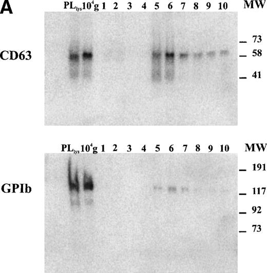 Fig. 3. Detection of CD63 and GPIb in platelet lysate, microvesicles, and exosomes. (A) Platelet releasates were centrifuged at 750g (PLlys) and 10,000g(104-g) after stimulation with 15 μmol/L TRAP. The exosome-enriched fraction was obtained after centrifugation of the supernatant at 65,000g. The membrane pellet was dissolved and then floated into a linear sucrose gradient. Top-bottom gradient fractions were diluted in SDS-sample buffer and analyzed by Western blotting for the presence of GPIb and CD63. (B) Relative distribution of CD63 and GPIb quantified from (A). CD63 is enriched in the fractions 5 and 6 from the sucrose gradient, equilibrating at density ∼1.16 g/mL. The majority of GPIb is recovered in PLlys, and the 104-g fraction and somewhat overlapping in the exosome fraction. PLlys, platelet pellet; 104-g, microvesicle fraction.