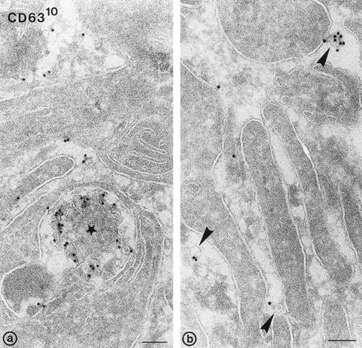 Fig. 5. Release of exosomes from activated platelets. Thin frozen sections of a platelet aggregate after activation with 1 U/mL of -thrombin in the absence of dRGDW. Immunolabeling with anti-CD63 and protein-A gold (10 nm). (a) Exocytotic profile of multivesicular body containing CD63+ exosomes (star). (b) Exosomes detected in the extracellular area between platelet pseudopods (arrowheads). Bars: 100 nm.