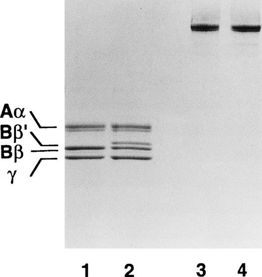 Fig. 1. Subunit polypeptides of purified fibrinogen Niigata examined by SDS-PAGE. To each lane 1.5 μg of protein was loaded on 7.5% to 12.5% gradient gel under the reducing (lanes 1 and 2) or nonreducing (lanes 3 and 4) conditions and the proteins were stained with Coomassie Brilliant Blue R250. Lanes 1 and 3 are normal fibrinogen and lanes 2 and 4 are patient’s fibrinogen.