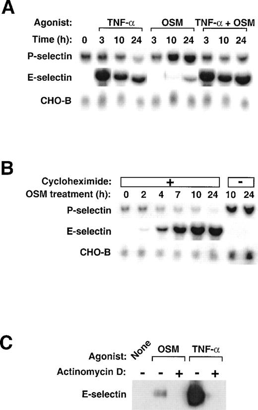 Fig. 1. Stimulation of HUVEC with TNF- plus OSM does not cooperatively increase mRNA for P- and E-selectin. (A) Confluent monolayers of HUVEC were treated with 10 ng/mL human OSM, 100 U/mL human TNF-, or a combination of both cytokines. After the indicated time, total RNA was isolated, and 20 μg of RNA was electrophoresed and then transferred to a membrane for Northern blot analysis. The same membrane was sequentially hybridized with the indicated cDNA probes. The mobilities of the hybridized transcripts corresponded to published values. (B) HUVEC were treated with 10 ng/mL OSM in the presence or absence of 10 μg/mL cycloheximide. After the indicated time, total RNA was isolated and analyzed by Northern blotting. (C) HUVEC were treated with 1 μg/mL OSM or 100 U/mL TNF- in the presence or absence of 5 μg/mL actinomycin D. After 4 hours, the cells were lysed and analyzed by Western blotting with a MoAb to E-selectin.