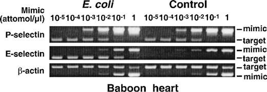 Fig. 2. Intravenous infusion of E coli increases mRNA for E-selectin but not P-selectin in baboon tissues. A lethal dose of E coli was infused intravenously into a baboon. A control baboon received no E coli but was otherwise treated identically. After 4 hours, the animals were killed, and the organs were immediately collected for RNA isolation. The levels of mRNA for P-selectin, E-selectin, and β-actin were measured by a competitive RT-PCR method in which serial dilutions of a DNA mimic containing flanking sequences matching the target DNA were added to first-strand cDNA prepared from a fixed concentration of tissue RNA. The amount of mimic that allows amplification of equal quantitities of mimic and target DNA provides a measure of the level of target DNA, and thus mRNA, in the sample. Shown is representative agarose gel electrophoresis of the PCR products from baboon heart. In this example, mimic cDNA at a concentration of 10−3 attomoles/μL allowed equal amplification of mimic and P-selectin cDNA in both the control baboon and the baboon that received E coli. Mimic cDNA at a concentration of 10−1 attomoles/μL allowed equal amplification of mimic and E-selectin cDNA in the E coli baboon, whereas no E-selectin cDNA was amplified in the control baboon even at the lowest concentration of mimic (10−5 attomoles/μL). Mimic cDNA at a concentration of 10−1 attomoles/μL allowed equal amplification of mimic and β-actin cDNA in both the control baboon and the E coli baboon. Identical results were obtained with another pair of baboons, one of which received E coli.