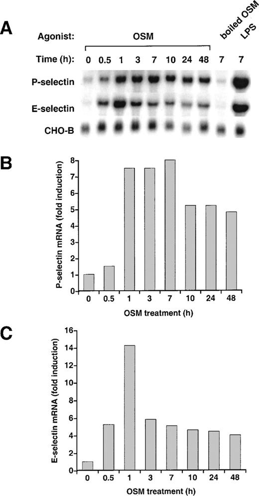 Fig. 3. Stimulation of murine bEnd.3 cells with OSM increases mRNA for both P- and E-selectin. (A) Confluent monolayers of bEnd.3 cells were incubated in the presence or absence of 25 ng/mL murine OSM. To ensure that the effects of OSM were not caused by contaminating LPS, some cells were treated with OSM that was boiled to inactive the cytokine, or with 10 ng/mL of exogenously added LPS. After the indicated time, total RNA was isolated and analyzed by Northern blotting. (B) and (C) The OSM-induced increase in P- and E-selectin mRNA in each lane was quantified by densitometric scanning. The level of P- and E-selectin mRNA in each lane was normalized according to the level of CHO-B mRNA, which was not affected by OSM. The data are representative of 4 independent experiments.