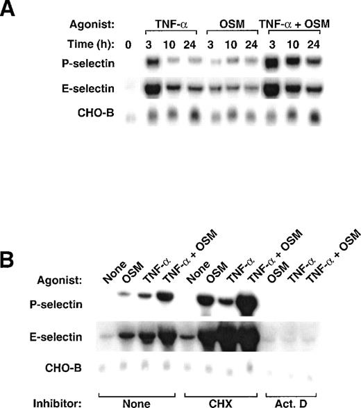 Fig. 4. Stimulation of bEnd.3 cells with TNF- plus OSM cooperatively increases mRNA for P- and E-selectin. (A) bEnd.3 cells were treated with 25 ng/mL murine OSM, 100 U/mL murine TNF-, or a combination of both cytokines. After the indicated time, total RNA was isolated and analyzed by Northern blotting. (B) bEnd.3 cells were treated with fresh medium in the presence or absence of 25 ng/mL murine OSM, 100 U/mL murine TNF-, or a combination of both cytokines, in the presence or absence of 10 μg/mL cycloheximide or 5 μg/mL actinomycin D (Act. D). After 3 hours, total RNA was isolated and analyzed by Northern blotting.