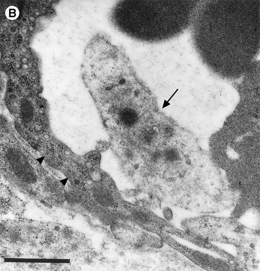 Fig. 3. Platelets in postischemic microvasculature visualized by electron microscopy. There are no defects in the endothelial cell layer (arrowheads) Platelets (arrows) attach directly to endothelial cells (arrowheads). Bars represent 1 μm. Original magnifications: 7,000× (A) and 12,000× (B). NCL, endothelial cell nucleus.