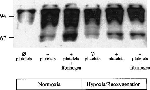 Fig. 6. Effect of platelet adhesion on tyrosine phosphorylation in HUVECs. HUVECs were exposed to hypoxia (4 hours, 1 vol% O2) and reoxygenation (1 hour; 21 vol% O2, 5 vol% CO2). Upon onset of reoxygenation, 2 mL PBS (group 1), PBS containing isolated platelets (150 × 106platelets/mL), or platelets plus fibrinogen (500 mg/dL) were added to the HUVECs and incubated for 60 minutes (for details see Materials and Methods). HUVECs without hypoxia/reoxygenation served as controls.