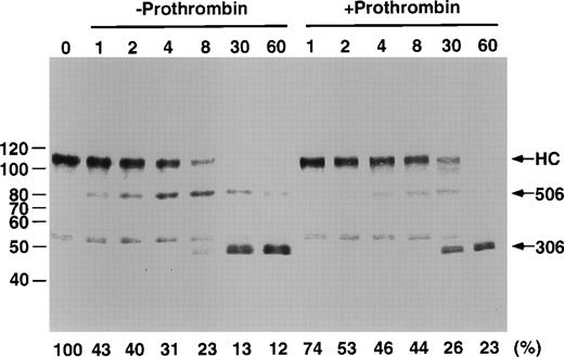 Fig. 8. Proteolytic processing of factor Va by APC in the presence and absence of prothrombin. A total of 500 nmol/L factor Va, 120 μg/mL PE/PS/PC with or without 1.4 μmol/L prothrombin was incubated in 150 NaCl, 20 mmol/L HEPES, pH 7.4, 5 mmol/L CaCl2, 0.2% BSA at 37°C for the times indicated. The reaction was stopped by addition of 10 mmol/L benzamidine HCl. At this point, prothrombin was added to the samples from the time course performed in the absence of prothrombin. This was to insure that the differences observed in the blots were not due to a prothrombin effect on the electrophoretic pattern. Gradient 5% to 15% SDS-PAGE gels were run, blotted, and probed with an affinity-purified, goat anti–factor Va heavy chain antibody. The blot was developed as described in Materials and Methods. Residual Va activity is indicated along the bottom of the gel. Molecular weight marker locations are indicated on the left of the figure. The locations of the factor Va heavy chain (HC), the product of cleavage at Arg506 (506), and the product of cleavage at Arg306 (306) recognized by this antiserum are indicated along the right side of the figure.