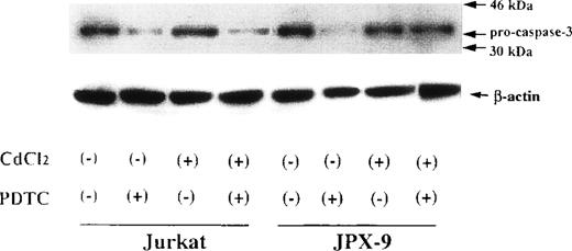 Fig. 3. Expression of pro-caspase-3 in Jurkat and JPX-9 cells determined by Western blotting. Jurkat and JPX-9 cells were preincubated with or without CdCl2 for 6 hours. After washing with PBS, the cells were further cultured with or without 50 μmol/L of PDTC for 24 hours. After cultivation, we examined the expression of pro-caspase-3 as described in the text. Results are representative examples of 6 similar experiments. Note that the expression of pro-caspase-3 in Jurkat cells is significantly decreased by PDTC irrespective of CdCl2 pretreatment, whereas that of JPX-9 cells in the presence of PDTC is almost suppressed by preincubation of the cells with CdCl2.