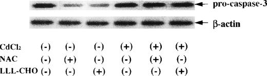 Fig. 4. Activation of caspase-3 in JPX-9 cells by NAC or LLL-CHO, which is inhibited by preincubation of the cells with CdCl2. JPX-9 cells were preincubated with or without CdCl2 for 6 hours. After washing with PBS, the cells were further cultured with or without 50 mmol/L of NAC or 10 μmol/L of LLL-CHO for 24 hours. After cultivation, the expression of pro-caspase-3 was determined as described in the text. Results are representative examples of 4 similar experiments. Note that the expression of pro-caspase-3 in CdCl2-untreated JPX-9 cells is significantly decreased by 2 kinds of NF-κB inhibitors, whereas that is almost inhibited by preincubation of the cells with CdCl2.