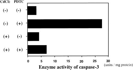 Fig. 5. Enzyme activity assay of caspase-3 in JPX-9 cells. JPX-9 cells were preincubated with or without CdCl2 for 6 hours, and further cultured in the presence or absence of 50 μmol/L of PDTC for 24 hours. After incubation, the enzyme activity of caspase-3 was determined as described in the text. Results are representative examples of 5 similar experiments. Note that caspase-3 enzyme activity is markedly increased in CdCl2-untreated JPX-9 cells by PDTC, whereas it is significantly suppressed by preincubation of cells with CdCl2.