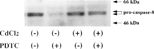 Fig. 7. Activation of caspase-8 in JPX-9 cells during PDTC-induced apoptosis. JPX-9 cells were preincubated with or without CdCl2 for 6 hours, washed with PBS, and further incubated with or without PDTC (50 μmol/L) for 24 hours. After incubation, the expression of procaspase-8 was examined as described in the text. Note that the decrease of pro-caspase-8 expression, which indicates caspase-8 activation, was almost recovered even in the presence of PDTC by preincubation of the cells with CdCl2. Results are representative examples of 5 similar experiments.