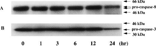 Fig. 9. Time kinetic study of activation in caspase-8 and caspase-3 during PDTC-induced apoptosis. CdCl2-untreated JPX-9 cells were cultured for indicated hours in the presence of 50 μmol/L of PDTC. After incubation, the expression of pro-caspase-8 (A) and procaspase-3 (B) was examined by Western blotting. Note that the decrease of pro-caspase protein expression was found at 24 hours incubation of JPX-9 cells with PDTC, whereas that was not determined at 3 hours incubation of the cells with PDTC in which nuclear NF-κB activity had already been suppressed. Results are representative of 4 experiments.