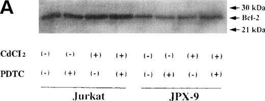 Fig. 10. Bcl-2 expression in Jurkat and JPX-9 cells. (A) Jurkat and JPX-9 cells were preincubated with or without CdCl2 for 6 hours, washed with PBS, and further incubated with or without PDTC (50 μmol/L) for 24 hours. After incubation, the expression of Bcl-2 was examined as described in the text. (B) JPX-9 cells were preincubated with or without CdCl2 for 6 hours, washed with PBS, and further incubated with or without NAC (50 mmol/L) or LLL-CHO (10 μmol/L) for 24 hours. After incubation, the expression of Bcl-2 was examined as described in the text. Note that the expression of Bcl-2 in Jurkat or JPX-9 was not different in each culture condition. Results are representative examples of 5 similar experiments.