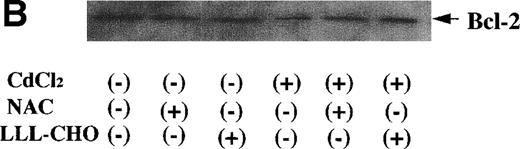 Fig. 10. Bcl-2 expression in Jurkat and JPX-9 cells. (A) Jurkat and JPX-9 cells were preincubated with or without CdCl2 for 6 hours, washed with PBS, and further incubated with or without PDTC (50 μmol/L) for 24 hours. After incubation, the expression of Bcl-2 was examined as described in the text. (B) JPX-9 cells were preincubated with or without CdCl2 for 6 hours, washed with PBS, and further incubated with or without NAC (50 mmol/L) or LLL-CHO (10 μmol/L) for 24 hours. After incubation, the expression of Bcl-2 was examined as described in the text. Note that the expression of Bcl-2 in Jurkat or JPX-9 was not different in each culture condition. Results are representative examples of 5 similar experiments.