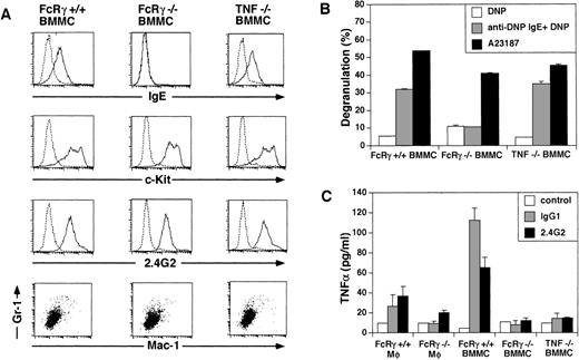 Fig. 5. Characterization of the BMMC and macrophages used for transfer experiment. (A) Surface expression of FcɛR, c-Kit, FcγRII/III, Mac-1, and Gr-1 on BMMC. BMMC from FcRγ +/+, FcγR−/−, and TNFβ−/− mice were stained with biotinylated IgE plus avidin-PE, anti–c-Kit, 2.4G2, anti–Mac-1 MoAb, and anti–Gr-1 MoAb. The dotted line indicates control staining. (B) β-hexosaminidase assay of BMMC. BMMC from FcRγ +/+, FcγR−/−, and TNFβ−/− mice were stimulated by FcɛRI cross-linking by biotin-IgE and avidin or by Ca2+-ionophore for 30 minutes. β-hexosaminidase activity in the supernatants and the lysate of the cell pellets was quantified by spectrophotometric analysis as described in Materials and Methods. Total β-hexosaminidase content (supernatant activity plus lysate activity) was similar in these cells (data not shown). (C) FcγR-induced release of TNF. Macrophages and BMMC from FcRγ +/+, FcRγ−/−, and TNFβ−/− mice were stimulated with or without 50 μg/mL immobilized IgG1 or 12 μg/mL immobilized 2.4G2 for 30 minutes. TNF released into the media was measured by ELISA.