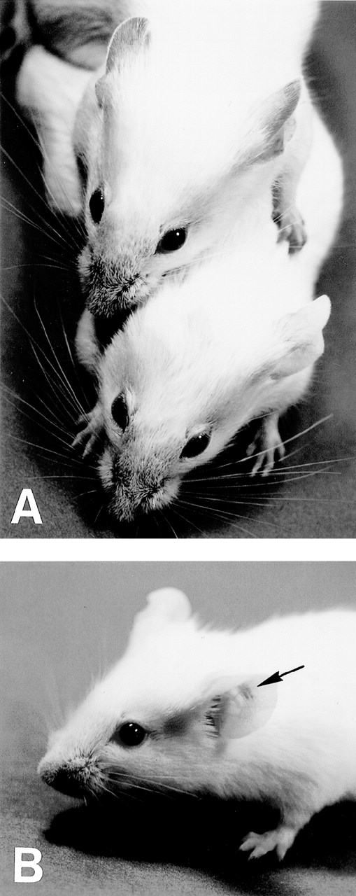 Fig. 1. Macroscopic appearance of skin vasculitis. (A) 6-19–treated FcRγ+/− mice developed purpura in the ear, tail, and footpads (upper mouse), whereas 6-19–treated FcRγ−/− mice failed to develop vascular purpura (lower mouse). (B) 6-19–treated FcRγ−/− mice were SC inoculated with 1 × 106 BMMC in the left ear and with PBS in the right ear as a control. After 1 to 2 days, vascular purpura appeared in the restricted site of the BMMC injection (arrow).