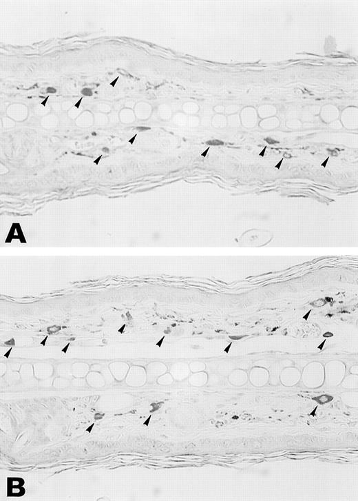 Fig. 6. Esterase staining of skin of the ear. Ear skin tissues from wild-type and TNFβ−/− mice were fixed in formalin and sections were stained with naphthol AS-D chloroacetate, N,N′-dimethylformamide, and hexazotized new fuchsin, pH 6.3. Arrowheads indicate esterase-positive cells. Estimated numbers of mast cells were 16.4 ± 1.4/field and 18.1 ± 3.2/field, respectively.