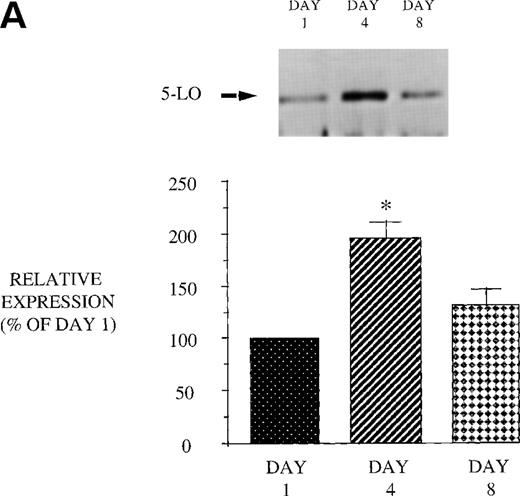 Fig. 6. Effect of in vivo GM-CSF therapy on PBM 5-LO and FLAP expression in AIDS subjects. PBM were isolated on day 1, day 4, and day 8 of the study protocol, as described in Materials and Methods. Equal amounts (20 μg of protein) of crude cellular lysate from PBM were subjected to immunoblot analysis for 5-LO and FLAP. Top panel, representative autoradiograph of a Western blot demonstrating the amount of 5-LO (A) and FLAP (B) in PBM from HIV-infected subjects on protocol day 1, 4, and 8. Lower panel, relative expression of 5-LO (A) and FLAP (B) in PBM from HIV-infected subjects treated with GM-CSF, as assessed by densitometry and expressed as a percent of values derived from day 1 PBM. n = 9, *P = .05.