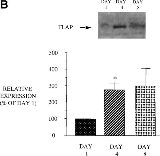 Fig. 6. Effect of in vivo GM-CSF therapy on PBM 5-LO and FLAP expression in AIDS subjects. PBM were isolated on day 1, day 4, and day 8 of the study protocol, as described in Materials and Methods. Equal amounts (20 μg of protein) of crude cellular lysate from PBM were subjected to immunoblot analysis for 5-LO and FLAP. Top panel, representative autoradiograph of a Western blot demonstrating the amount of 5-LO (A) and FLAP (B) in PBM from HIV-infected subjects on protocol day 1, 4, and 8. Lower panel, relative expression of 5-LO (A) and FLAP (B) in PBM from HIV-infected subjects treated with GM-CSF, as assessed by densitometry and expressed as a percent of values derived from day 1 PBM. n = 9, *P = .05.
