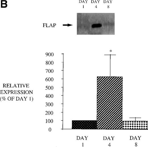 Fig. 9. Effect of in vivo GM-CSF therapy on PMN 5-LO and FLAP expression in AIDS subjects. PMN were isolated on day 1, day 4, and day 8 of the study protocol, as described in Materials and Methods. Equal amounts (20 μg of protein) of crude cellular lysate from PMN were subjected to immunoblot analysis for 5-LO and FLAP. Top panel, representative autoradiograph of a Western blot demonstrating the amount of 5-LO (A) and FLAP (B) in PMN from HIV-infected subjects on protocol day 1, 4, and 8. Lower panel, relative expression of 5-LO (A) and FLAP (B) in PMN from HIV-infected subjects treated with GM-CSF, as assessed by densitometry and expressed as a percent of values derived from day 1 PMN. n = 9, * P = .05.