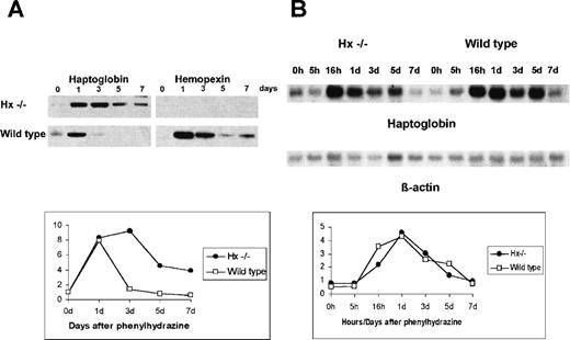 Fig. 3. Hp turnover after a single dose of phenylhydrazine of 0.2 mg/g. (A) Western blot: mice were monitored for 7 days after injection and plasma from tail vein analyzed with an antibody against Hp (left) and Hx (right). (B) Northern blot: mice were monitored for 7 days after injection and total liver RNA analyzed with a probe for Hp (top) and β-actin (bottom). Diagrams refer to Hp turnover at the plasma (A) and mRNA level (B).