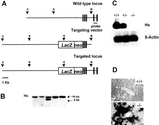 Fig. 1. Targeted disruption of the Hx gene. (A) Structure of the Hx gene (top), the targeting vector (middle) containing a LacZ-PGKneo cassette in the first exon of the Hx gene, and the predicted structure of the disrupted allele after homologous recombination (bottom). Only the relevant restriction sites are shown: C, ClaI site; E,EcoRV site; B, BamHI site. Solid boxes represent exons 1-6. The position of the 3′ external probe is indicated. (B) Southern blot analysis of EcoRV-digested genomic DNA from ES clones. Filter was hybridized with the 3’ external probe shown in (A). The wild-type and mutant alleles are indicated by 10- and 8-kbEcoRV fragments, respectively. (C) Northern blot analysis of total RNA extracted from the liver of a wild-type, an Hx +/−, and an Hx −/− mouse. Filter was hybridized sequentially with an Hx probe and a β-actin probe. Hx transcript was reduced in Hx +/− liver and absent in Hx −/− liver. (D) β-Galactosidase staining of liver sections from a wild-type and an Hx −/− mouse. The majority of hepatocytes were labeled in Hx knockouts. Bar, 10 μm.