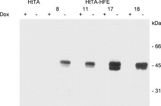 Fig. 1. Regulated expression of HFE in stably transfected HtTA-HFE cells. HtTA cells, stably transfected with the HFE-expressing plasmid pSGH-1, were grown for 4 days in the presence (+) or absence (−) of 1 μg/mL doxycycline. Protein lysates (corresponding to ≈1 × 105 cells per lane) were prepared and subjected to SDS-PAGE followed by Western blotting with HFE antisera. Results are for 4 individual HtTA-HFE clones, all showing expression of a 43/48-kD HFE protein double band. No HFE expression is detected in HtTA controls.
