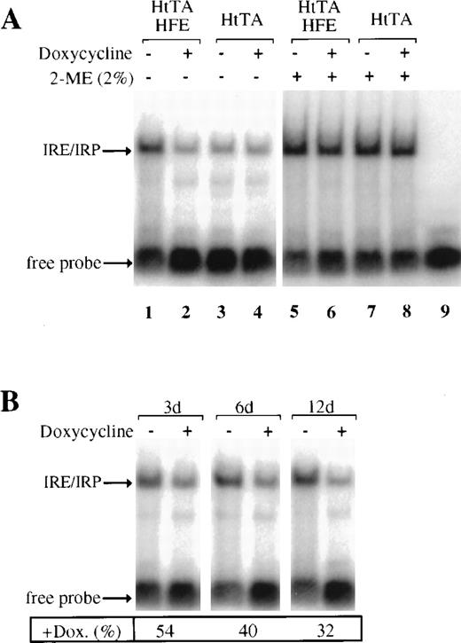 Fig. 5. HFE expression stimulates IRP activity. (A) Cytoplasmic extracts of HtTA or HtTA-HFE cells grown with or without doxycycline (1 μg/mL for 12 days) were prepared and subjected to gel retardation assays. Where indicated (lanes 5 to 9), 2-mercaptoethanol (2%) was added to the sample (25 μg of protein/lane) before the RNA probe. Positions of IRE/IRP complexes and unbound RNA (free probe) are indicated by arrows. (B) Gel retardation assays as above, except that doxycycline treatment of the cells was performed for the times indicated. For each time point, the amount of IRP/IRE complexes formed in the absence of doxycyline was set at 100%; the percentages of IRP/IRE complexes in the presence of doxycycline are given below the lanes. Quantitative determination of IRP/IRE complexes was done by phosphorimaging.