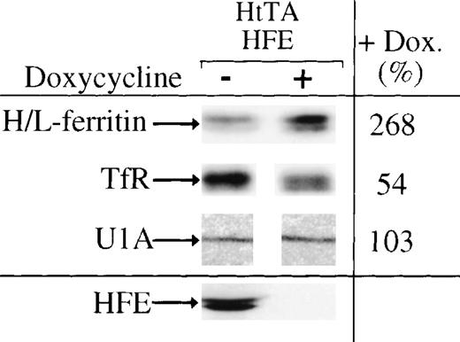 Fig. 6. Regulation of IRE-containing mRNAs by HFE expression. Ferritin (molecular weight, 19/21 kD), transferrin receptor (94 kD), U1A (32 kD), and HFE (43/47 kD) were immunoprecipitated from extracts of doxycycline-untreated (−) or -treated (+) cells, respectively. Precipitated proteins were seperated by SDS-PAGE and quantitated by phosphorimaging. The amounts of proteins immunoprecipitated from cells not treated with doxycycline were set to 100%.