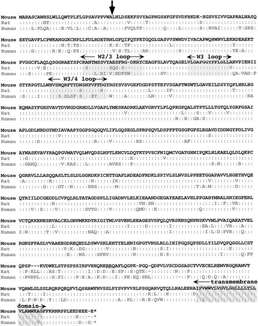 Fig. 1. Cross-species comparison of mIIb with hIIb and rIIb. The single-letter amino acid sequence of mIIb is shown at the top and those of the other 2 species are shown below. A”:” refers to an identical homologous aa. A “–” refers to a missing aa. The start site for mature IIb is indicated by an arrow. The 3 regions of the N-terminal β-propeller regions discussed are grayed in and labeled. The transmembrane domain is crosshatched grayed in and is also labeled. The double-arginine cleavage site is underlined.